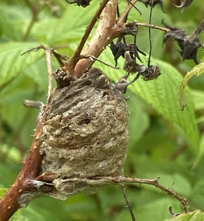 This image has an empty alt attribute; its file name is PMantis-Nest.png