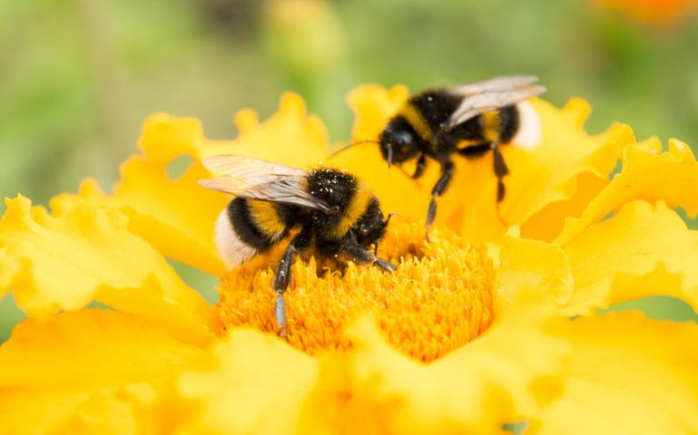This image has an empty alt attribute; its file name is SIERRA20Bumble20Bee20Pollen20WB.jpeg