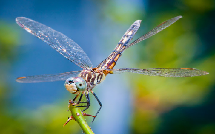 This image has an empty alt attribute; its file name is thumb_720_450_dragon-fly_shutterstock_58942801.jpg