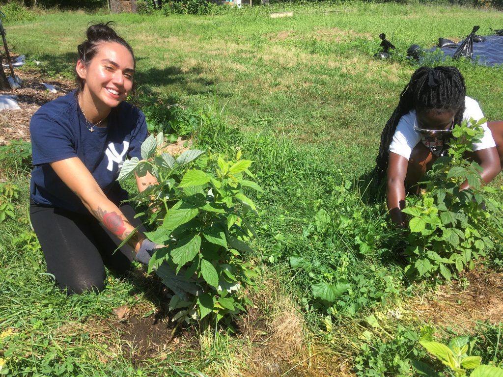 Barrington Farm School – A nonprofit community farm in Barrington ...