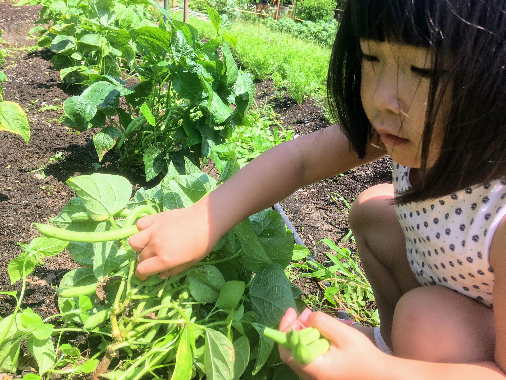 Barrington Farm School – A nonprofit community farm in Barrington ...