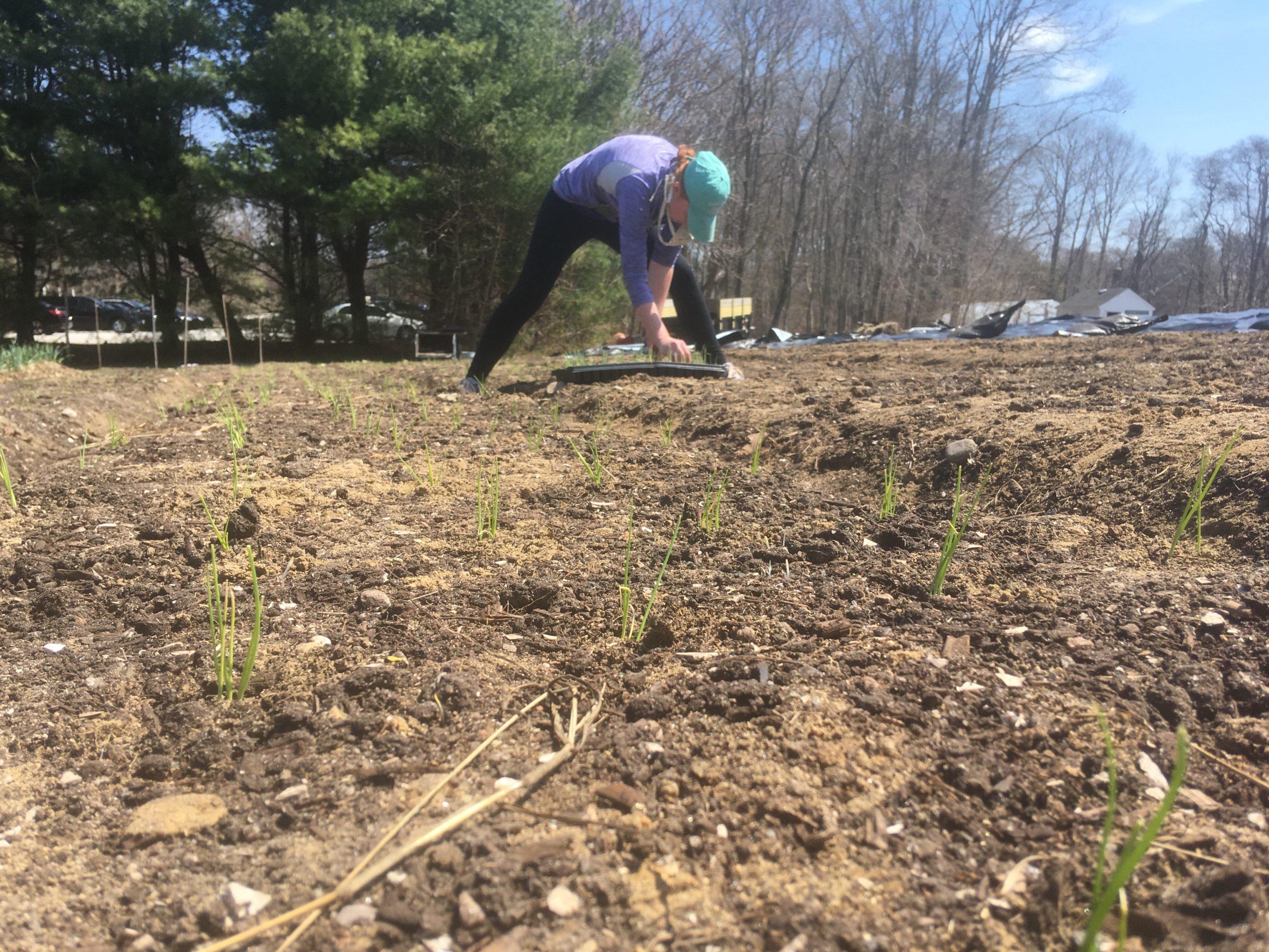 Inedible Values – Barrington Farm School