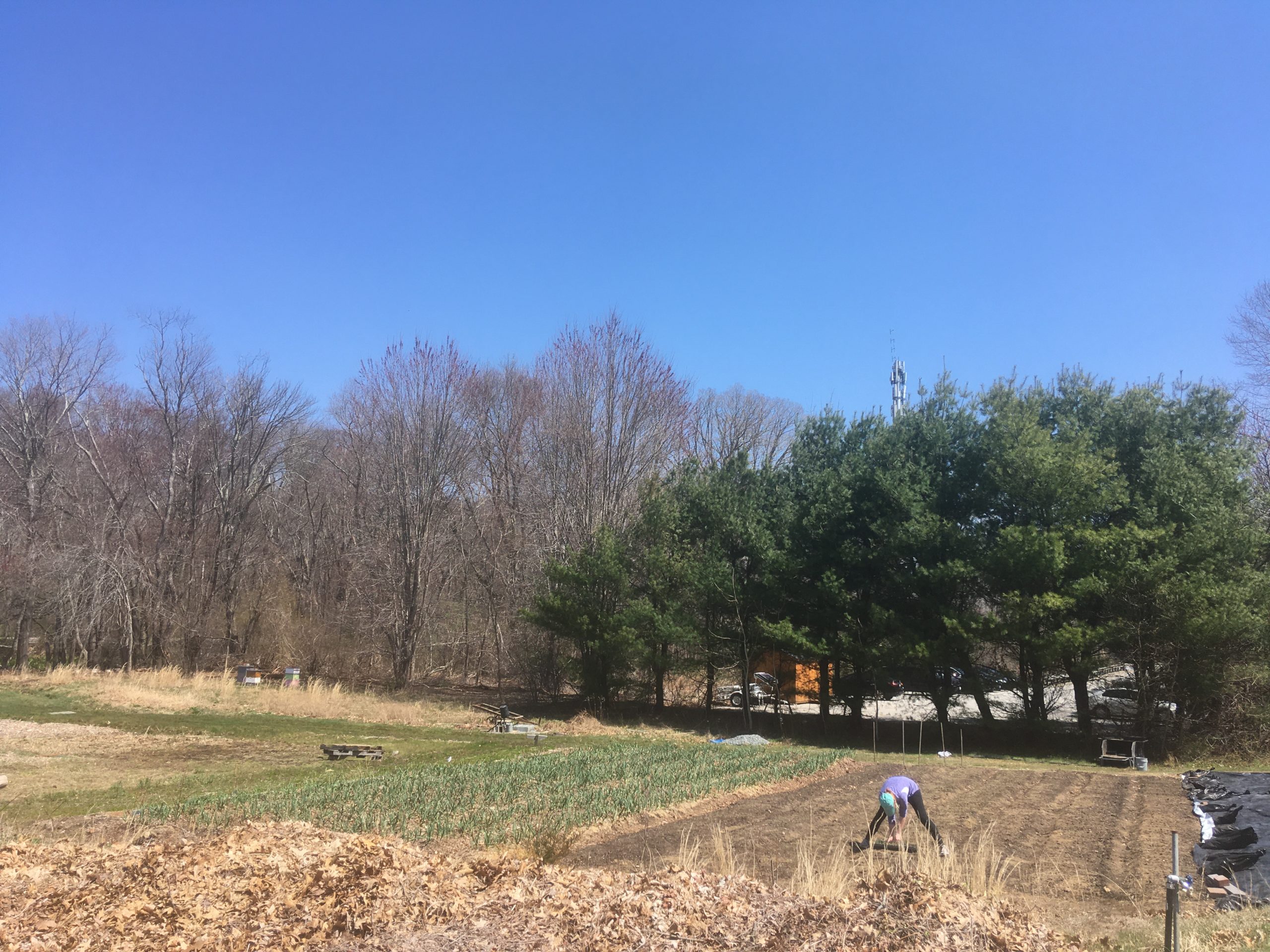 Inedible Values – Barrington Farm School